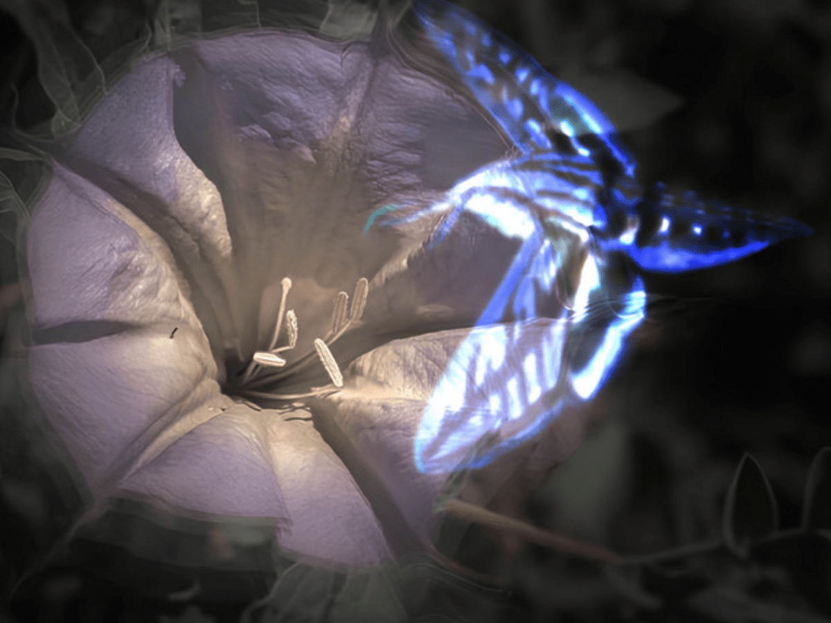 Midnite Radio unveil debut EP,&nbsp;Auntie