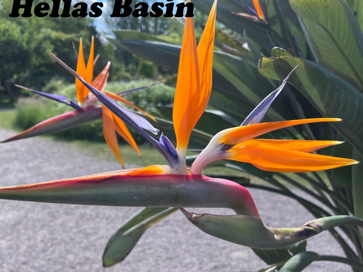 Hellas Basin: Proxima&nbsp;Centauri